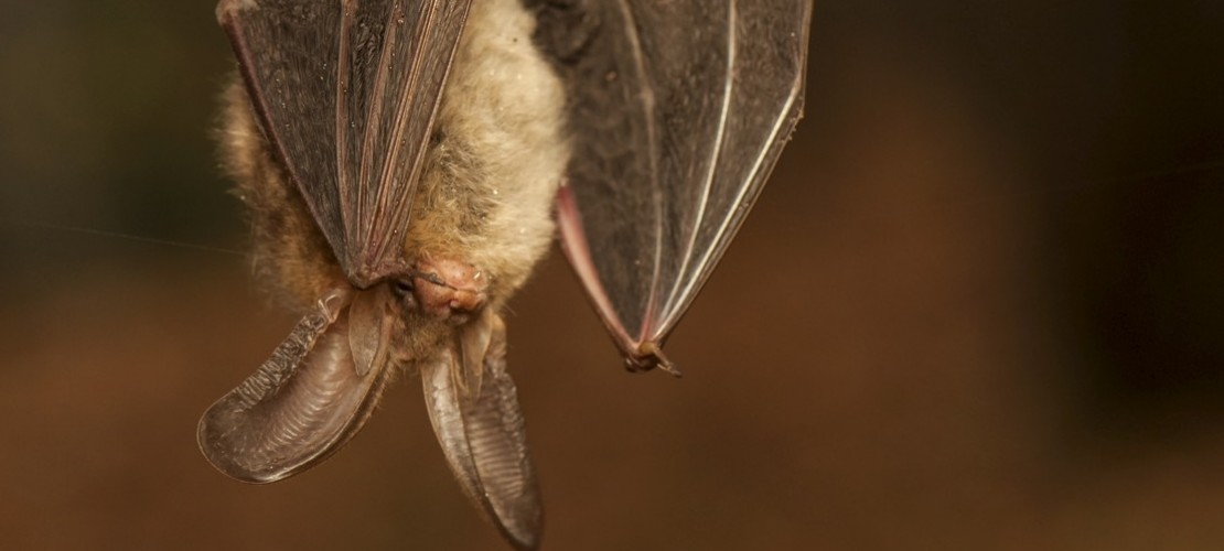 Pennen Fledermäuse kopfüber?