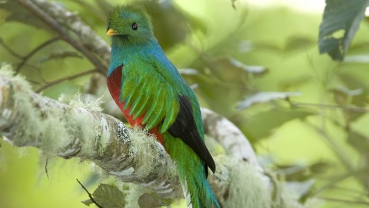 Quetzal