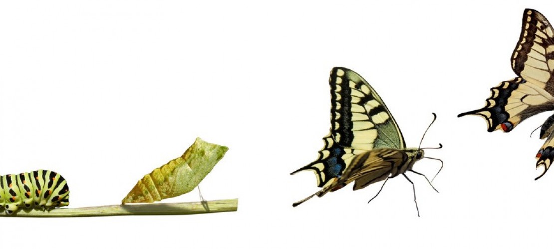 Was ist eine Metamorphose?