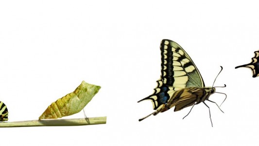Was ist eine Metamorphose?