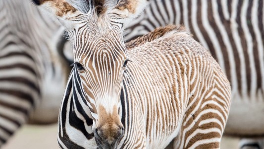 Tierkind der Woche