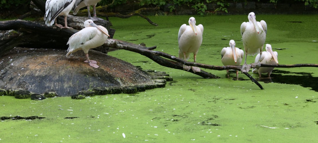 Was ist Entengrütze?