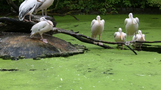 Was ist Entengrütze?