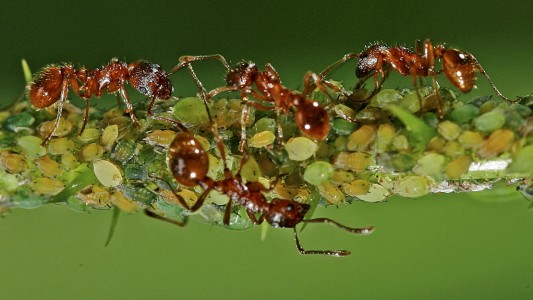 Was ist eine Symbiose?