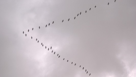 Warum fliegen Vögel im V?