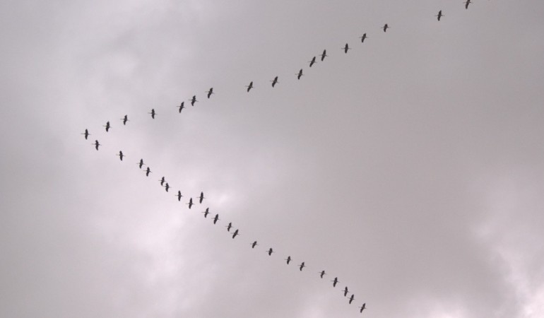 Warum fliegen Vögel im V?