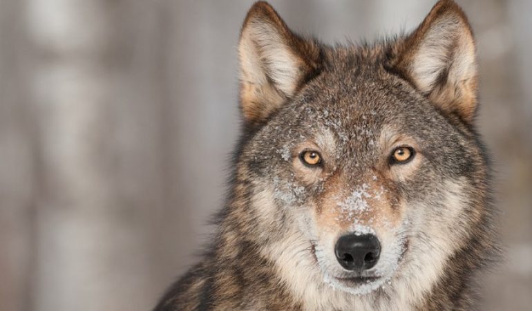 Mehr Wölfe in Deutschland