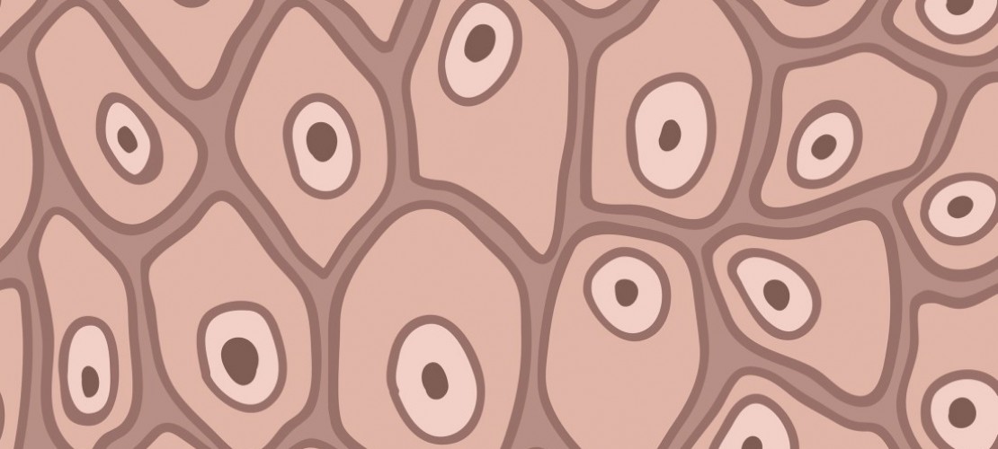 Die Haut als Schutzschild