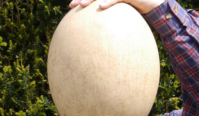 Viel Geld für ein riesiges Ei