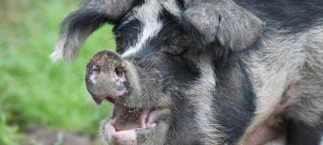 Was ist ein Linderöd-Schwein?