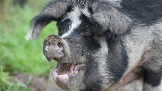 Was ist ein Linderöd-Schwein?