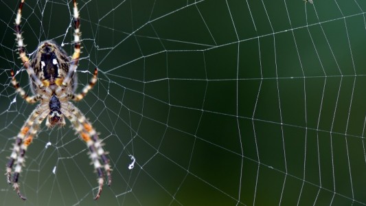 Wie spinnen Spinnen ihre Netze?