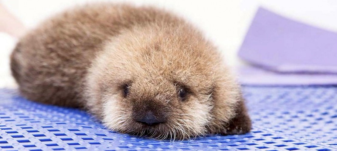 Otter in Not