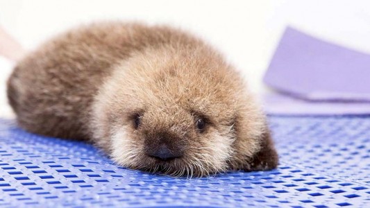 Otter in Not