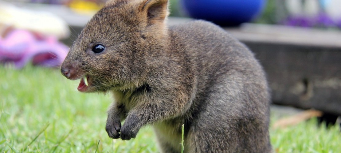 Quokka