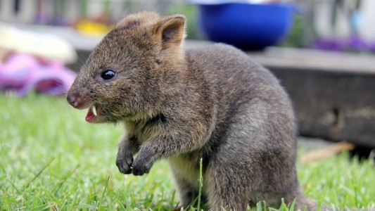 Quokka