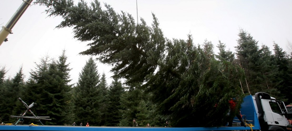 Ein Baum für die Kanzlerin