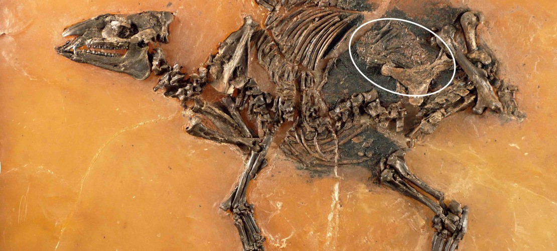 Was ist ein Urzeit-Pferd?