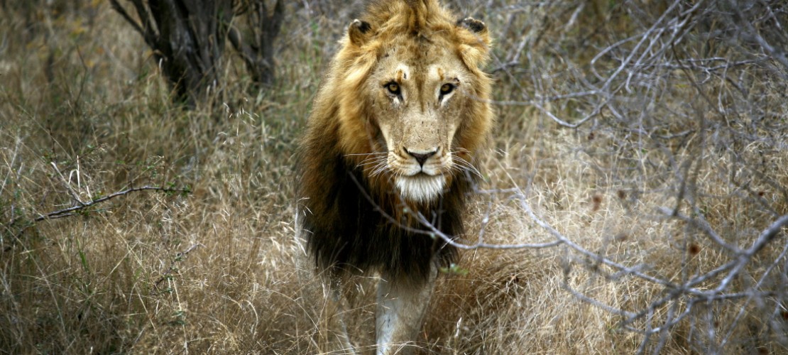 Tiere: Gewinner und Verlierer 2014