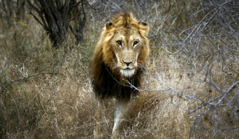 Tiere: Gewinner und Verlierer 2014