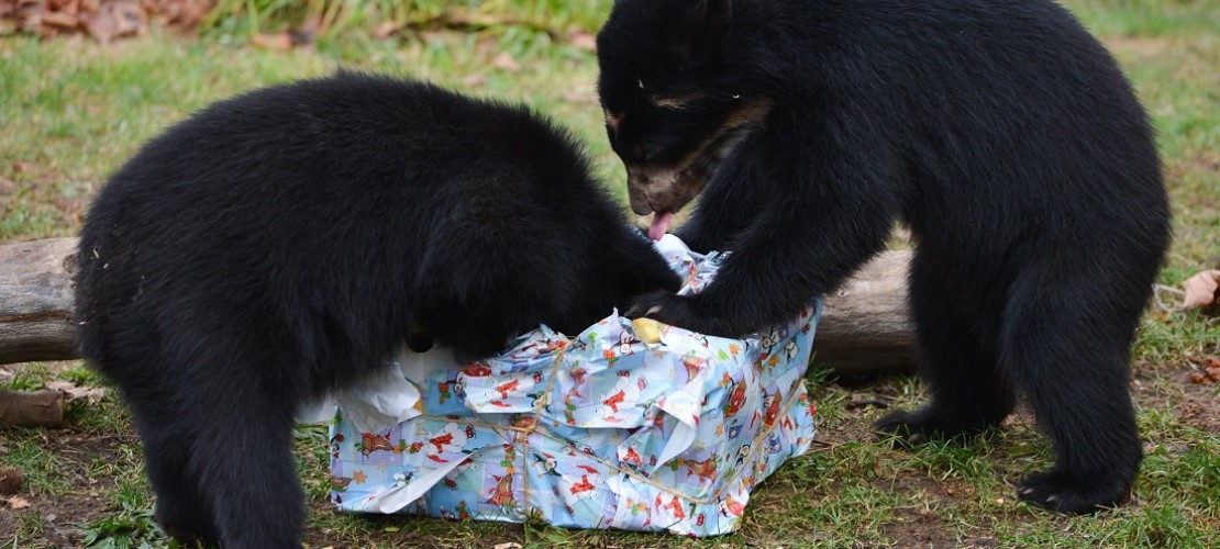 Brillenbären ohne Brille