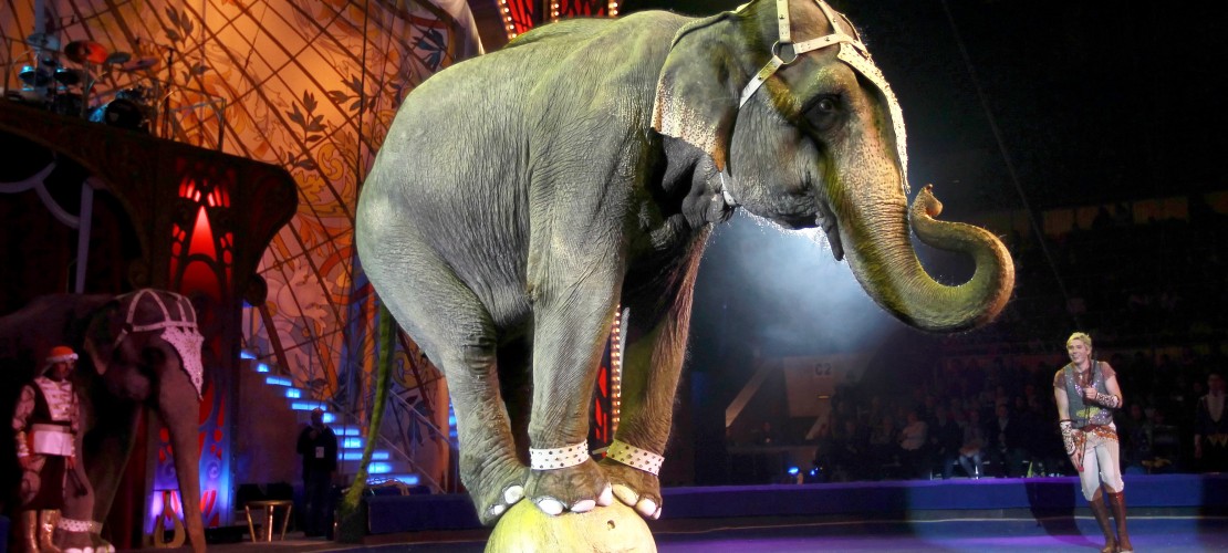 Keine Wildtiere mehr im Zirkus