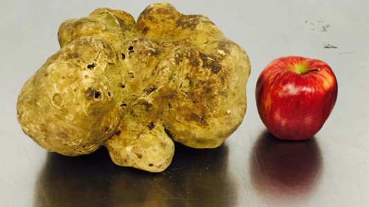 Riesen-Pilz wartet auf Käufer