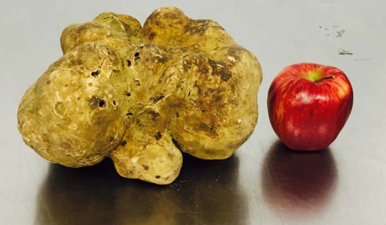 Riesen-Pilz wartet auf Käufer