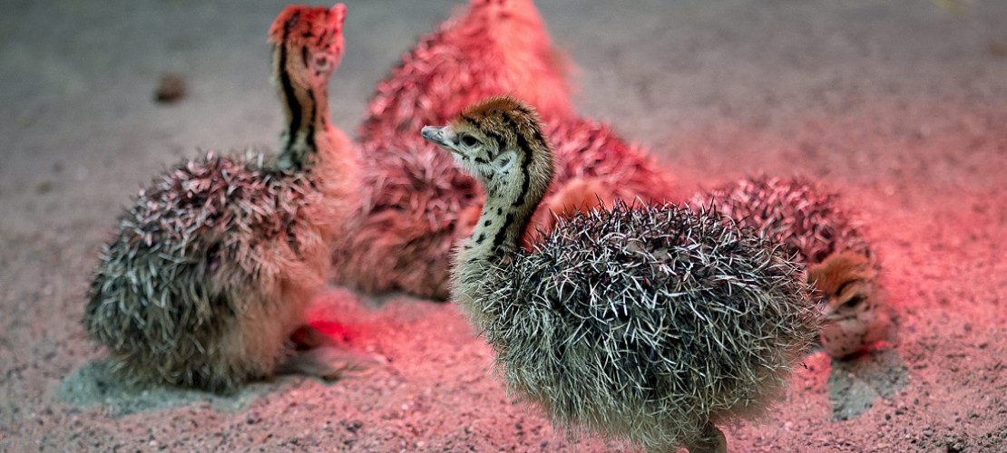 Wärme für Straußenküken