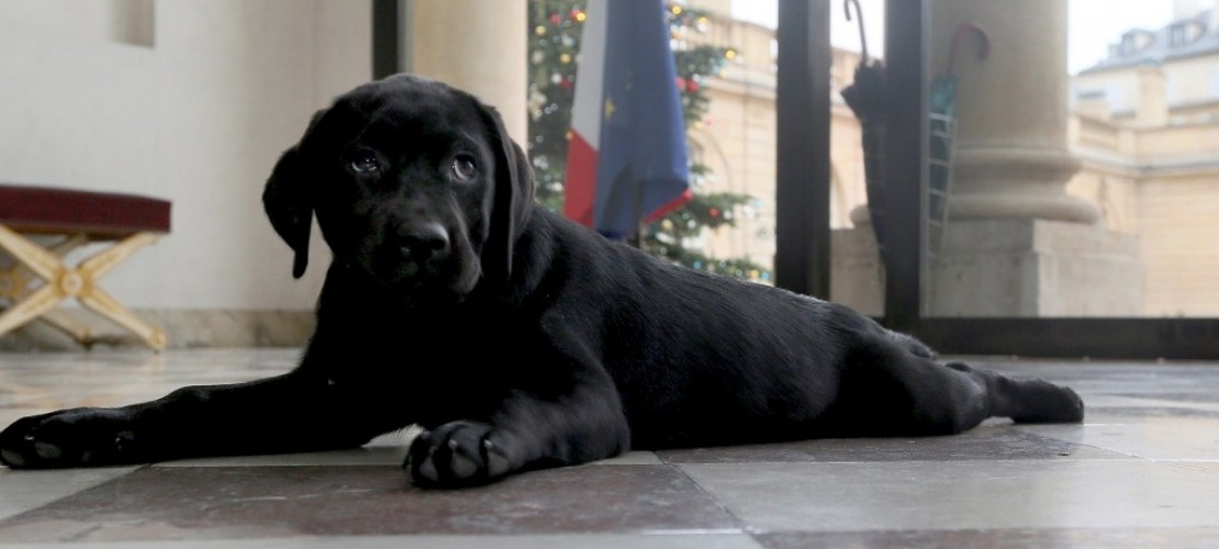 Ein Hund für den Präsidenten