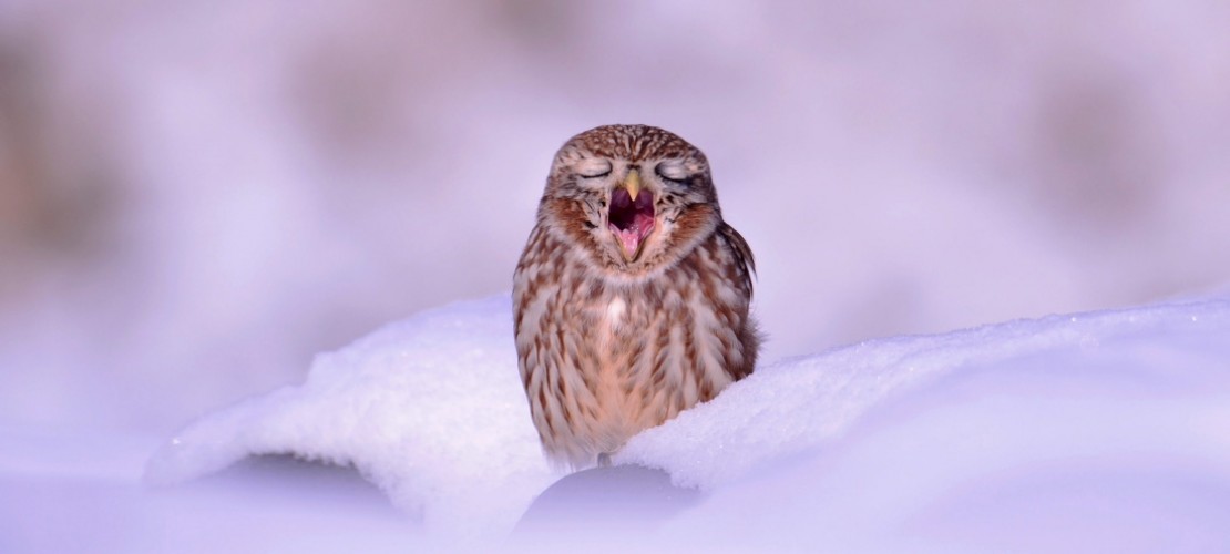 Ganz schön müde, diese Schnee-Eule