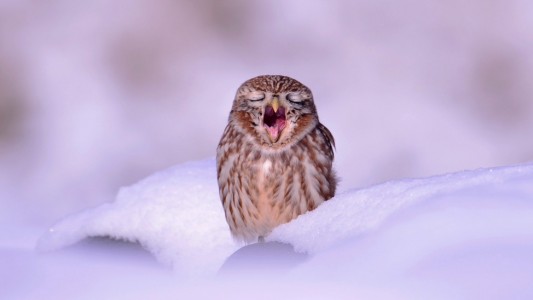 Ganz schön müde, diese Schnee-Eule