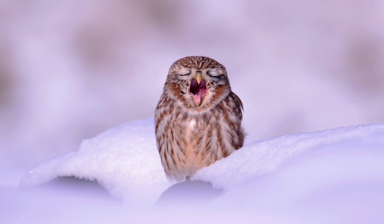 Ganz schön müde, diese Schnee-Eule