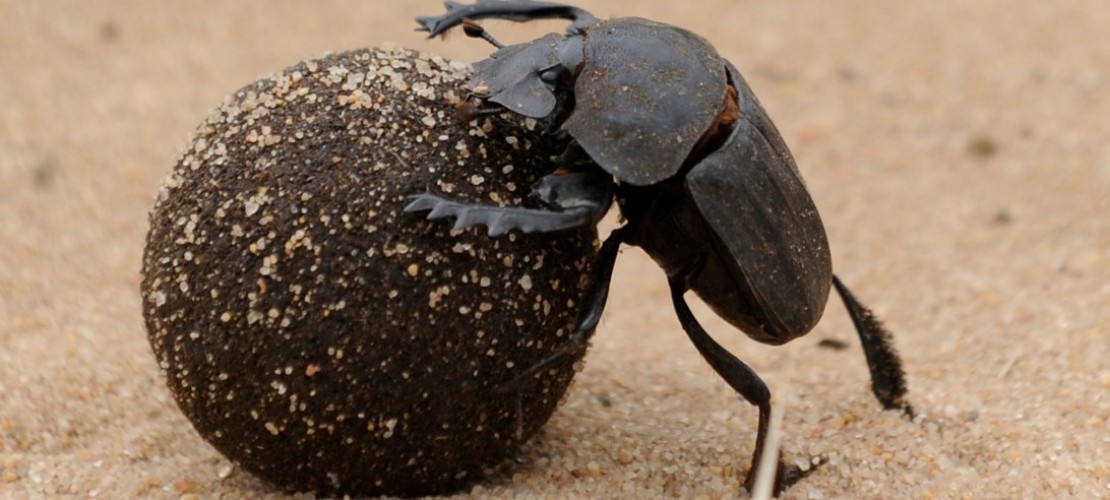 Käfer als Müllmänner