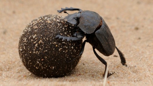 Käfer als Müllmänner
