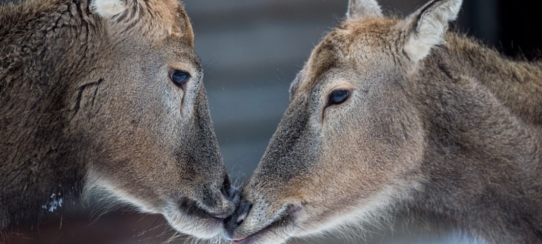 Tiere, die wie Forscher heißen