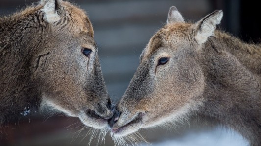 Tiere, die wie Forscher heißen