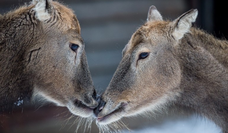 Tiere, die wie Forscher heißen