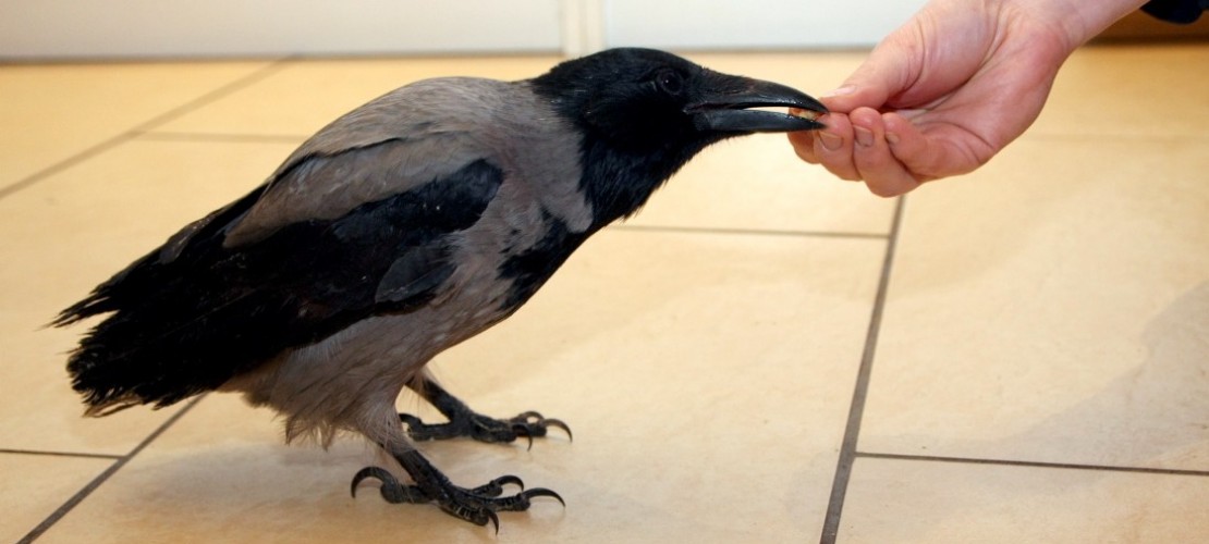 Eine Krähe als Haustier