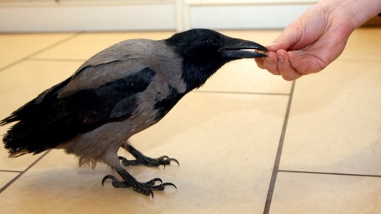 Eine Krähe als Haustier