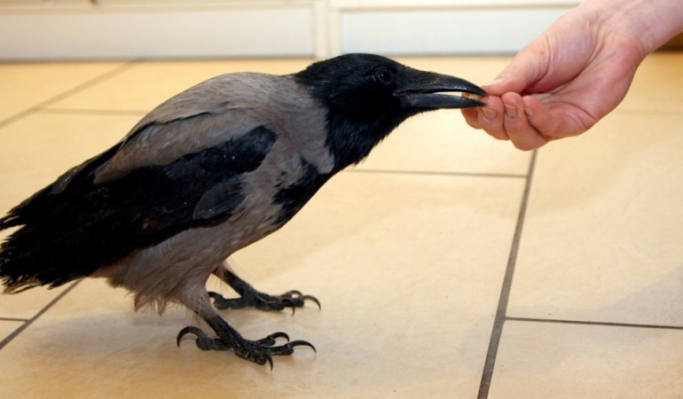 Eine Krähe als Haustier