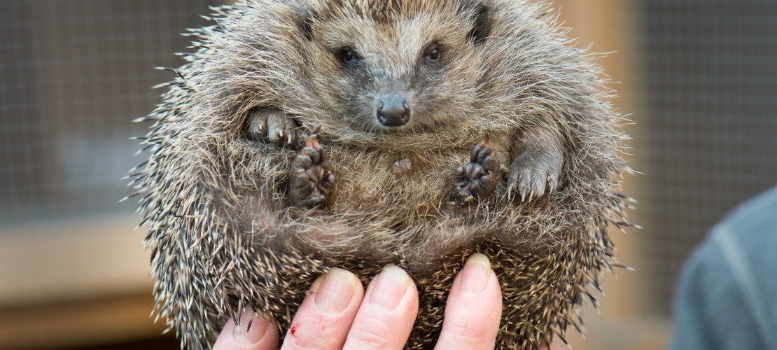 Ein Zuhause für 50 Igel
