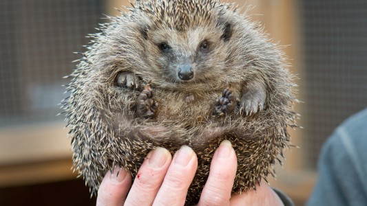 Ein Zuhause für 50 Igel