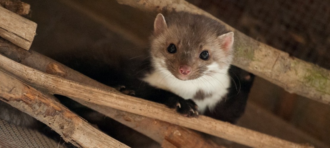 Ein Kabel für den Marder