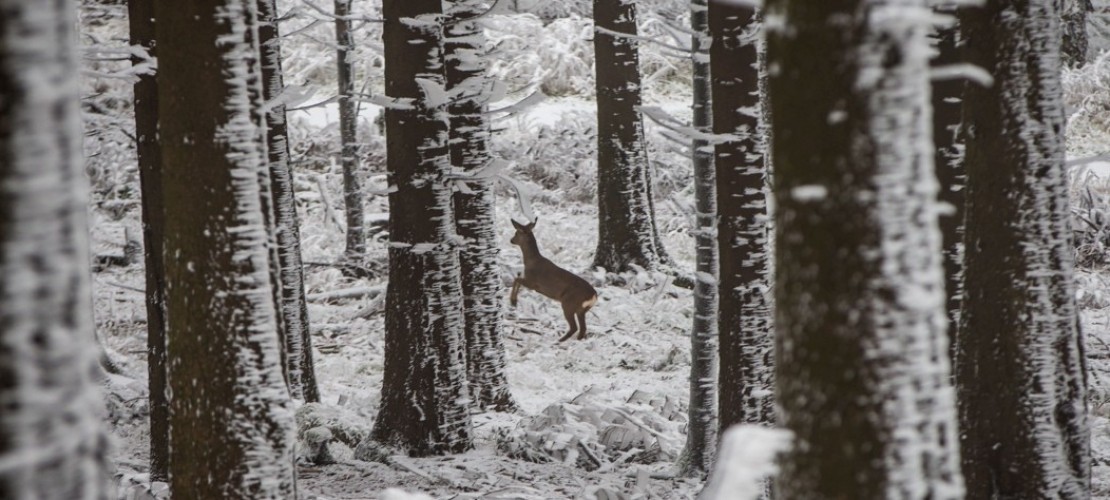 Rehe wechseln die Farbe