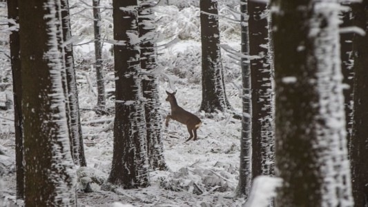 Rehe wechseln die Farbe