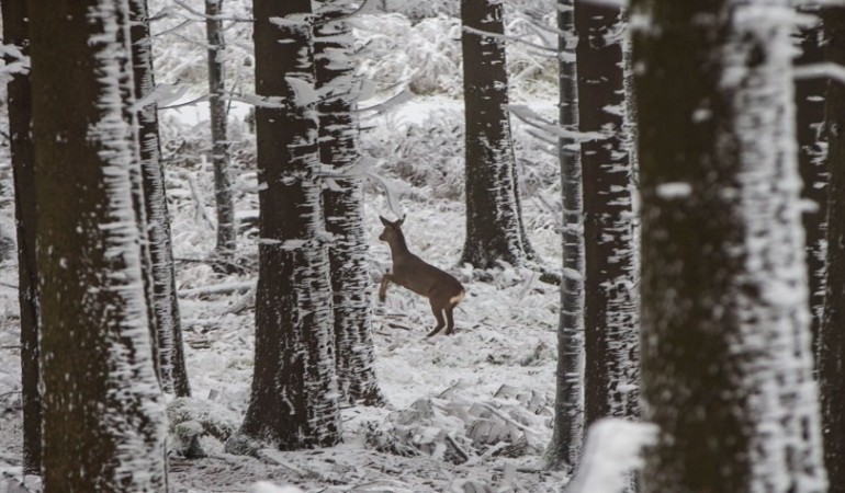 Rehe wechseln die Farbe