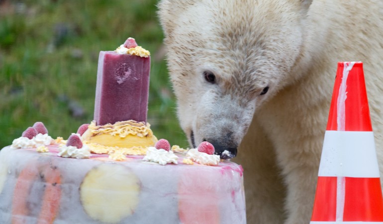 Eistorte für die Eisbären