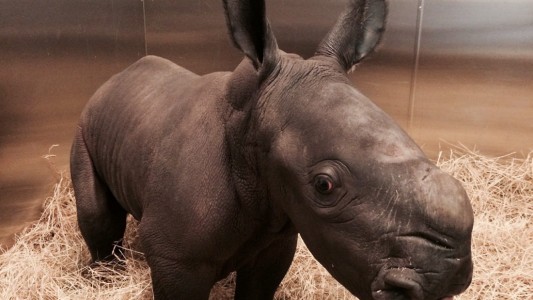 70 Kilo schon bei der Geburt