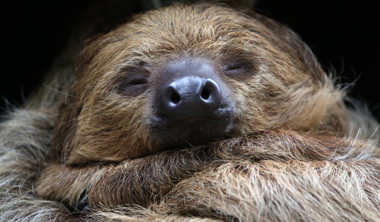 Dösen, dösen, dösen - das ist die liebste Beschäftigung von Faultieren. (Foto: dpa)